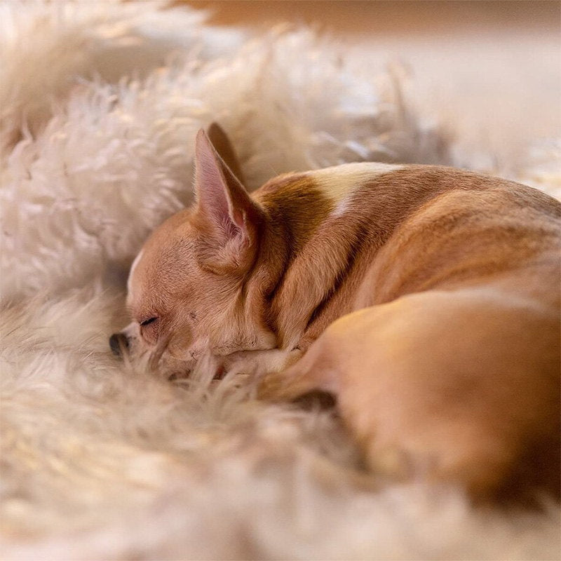 Fur Dog Blanket Couch Protector - Hair, Dirt, Liquid Protection