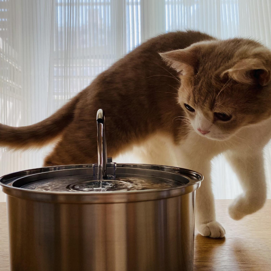 3.2 L Automatic Pet Fountain 304 Stainless Steel Cat Water Dispenser with Filter