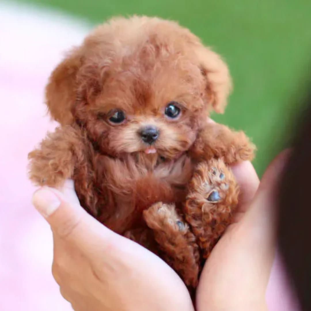 FurMotion Friend – Lifelike Plush Dog for Kids & Collectors