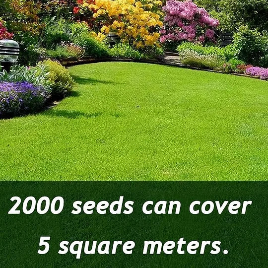 Evergreen Dwarf Grass Seed – 7-Day Fast Germination, Four Seasons Organic Non-GMO Lawn Seed, Drought & Pet Resistant